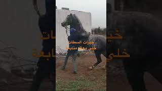 خيولالتبوريدة خيل اكسبلور horseriding الخيل horse fypシ゚viral trending tbourida trend [upl. by Alis]