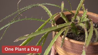 Lepismium cruciforme Hurricane Cactus Houseplant Care — 328 of 365 [upl. by Alveta]