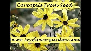 Starting Coreopsis from Seed Part 2 [upl. by Knah]