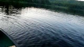 NH wild brook trout pond hexagenia mayfly hatch [upl. by Seilenna]