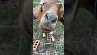 Goat LifeAdmiring Our Herd☺️ [upl. by Htomit]