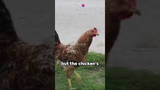 Why Did The Chicken Cross The Road A Comedic Breakdown [upl. by Schweitzer]