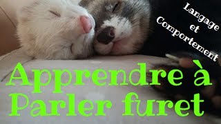 Parler furet  langage et comportement  Les Furets Malins [upl. by Carolynn]