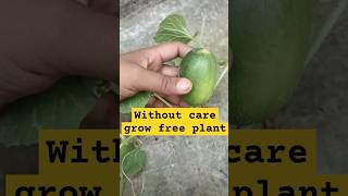 Free ke plant ☘️viralvideo viralshortstrendingshorts1nature freeplants top10shortsfeedyt100 [upl. by Notlrac]