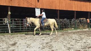 Sold 31 14yr old 151HH cremello QH gelding 1750 [upl. by Caroline]