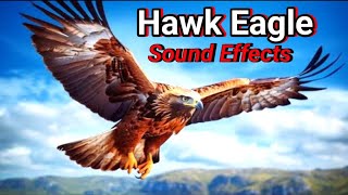 Hawk eagle sounds to make them come to you  hawk sounds to scare birds  hawk sound [upl. by Marty]