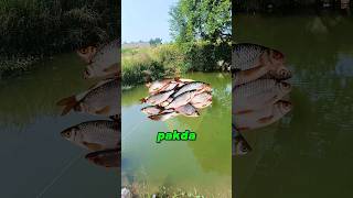 Aaj Hum Logo Ne Jaal Se Machli Pakde 🐟🐟  shorts vlog minivlog [upl. by Trevah]