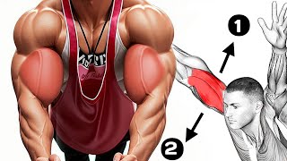 long and short head bicep exercises to Make Big Biceps [upl. by Ravid787]