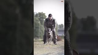 DOG TRAINING dog malinois k9handler doglover k9 pets pitbull [upl. by Annai247]