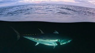 Giant Bluefin Tuna are HOW BIG In Nova Scotia [upl. by Ahsyle]