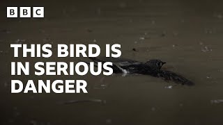 Swifts fall into dangerous cave of birdeating catfish 😮  BBC  Asia [upl. by Nauqad]