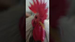 My chicken singing [upl. by Laughton]