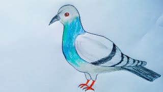 How to Draw A Cute Pigeon by a Pencil Colour step by step by P4ArtsGallery [upl. by Roland]