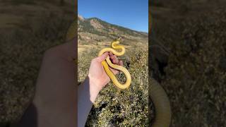 I found a YELLOW BELLIED RACER under a rock racer herping flipclip coloradosnakes herpetology [upl. by Siouxie]