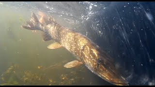 Fishing the St Croix Flowage in Gordon WI  Full HD [upl. by Ayekehs110]