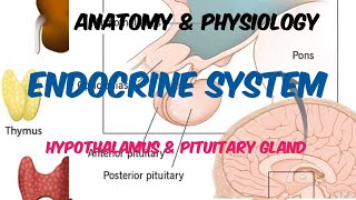 Endocrine System  Hypothalamus  Pituitary gland  Anatomy amp Physiology  in Hindi [upl. by Ahsimal]