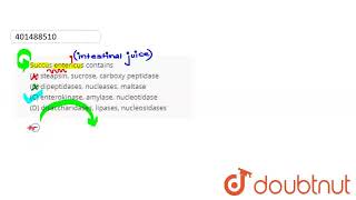 Succus entericus contains \nA steapsin sucrose carboxy\npeptidase \nB dipeptidases nuclea [upl. by Ynnavoj408]