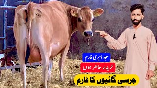 Sajjad Dairy Farm  First Timer Jersey Cow  Cow For Sale In Pakistan  Pk Janwar Mandi [upl. by Llenehs950]