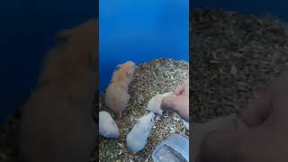 hamster swallows wafer hamstersyrian [upl. by Naux690]