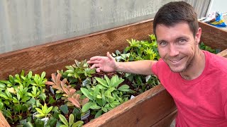 Rhododendron Cuttings are Rooting Like Crazy in My Plant Propagation Frame [upl. by Draper953]