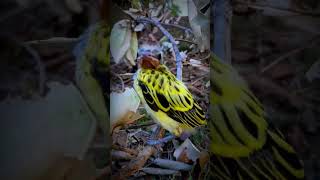 A CUTE LITTLE YELLOW SPARROW BIRDgoreyaanimal sparrow viralvideo [upl. by Anilehs]