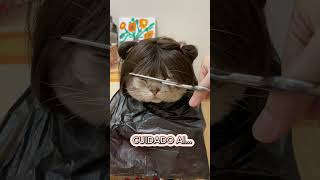 GATO COTANDO CABELO curiosidades gato meme memegato cortedecabelo funnyvideo funny funnycat [upl. by Kathryne573]