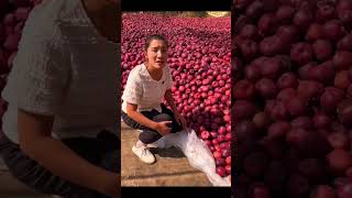 Red AppleRed Delicious Apple Amazing Fruit Cutting amp Rural Farmer shorts apple [upl. by Lennie]