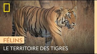 Le Maharashtra un territoire occupé par les tigres [upl. by Wolfie]