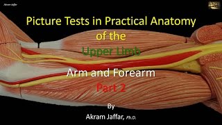 Picture tests in upper limb anatomy arm and forearm 2 [upl. by Shelba540]