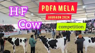 PDFA Mela jagraon 2024 hf cow competition [upl. by Saxen]