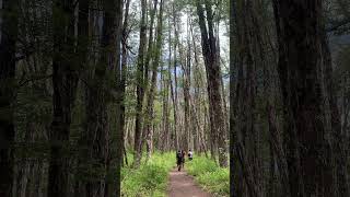 Lagos Andinos Parque nacional Villarrica [upl. by Iatnohs]