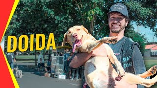 NOSSA CACHORRA É LOUCA  A vida com um Labrador [upl. by Suhpoelc]