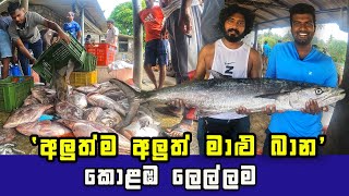 Witness the Daily Unloading of the Freshest Seafood Haul in Colombo [upl. by Adnirem]