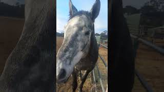 Phoenixs Hilarious Fetch Game Protest 🤣  Horse Refuses Apple in Style horse shorts [upl. by Metzger880]