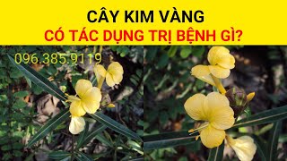 Cây kim vàng  Cây kim vàng có tác dụng chữa trị bệnh gì [upl. by Raul]