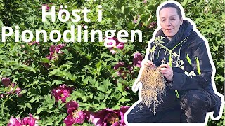 Omplantering av frösådda pioner och Höst i pionodlingen  skall pionen klippas ner nu [upl. by Waers]