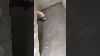 Ghar mein dog rakhne se kya hota hai [upl. by Pascale]