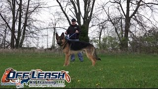 Dog Training 1 Year Old German Shepherd Storm BeforeAfter 2 Week Board and Train [upl. by Zilef]