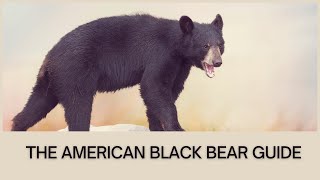 The American Black Bear Guide [upl. by Landri]