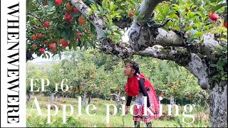 When We Were EP 16  Apples Picking at Castle Farm Kent 2024 [upl. by Nwahsek]