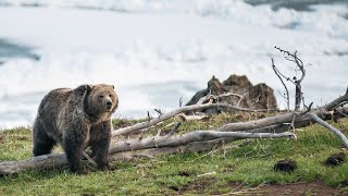 You Wont Believe These Grizzly Facts [upl. by Arratoon]