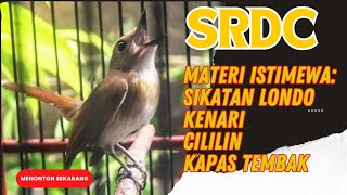 SRDC GACOR FULL ISIAN SIKATAN LONDO KENARI CILILIN KAPAS TEMBAK [upl. by Gabriella]