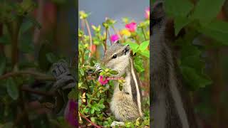 kudlada hudugi viralvideos trendingshorts squirrel flowers animals punjabisong [upl. by Thera964]