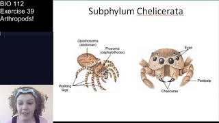 Lab Exercise 39 Part 1 of 2 Arthropods [upl. by Roda]