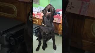 Chocolabrador dogowner petowner doglover petlover dogs pets viral trending cute love [upl. by Aneed]