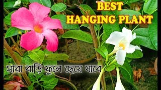 Wholesale mandevilla plant Market  How to care Mandevilla plant [upl. by Faxun]