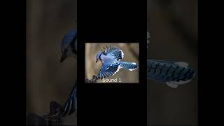 Blue Jay Bird Singing bluejays beautifulbirds beautifulnature nature birds 2023 2024 trend [upl. by Ahsenav]