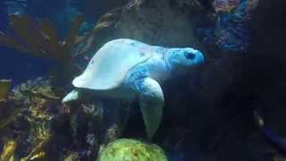 Kemps ridley sea turtle [upl. by Kendy167]