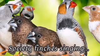 Society finches singing and chirping sounds [upl. by Beattie484]