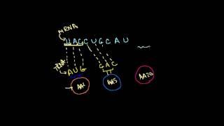 DNA RNA ve Transkripsiyon Biyoloji  Yaşam Ağacı [upl. by Damas878]